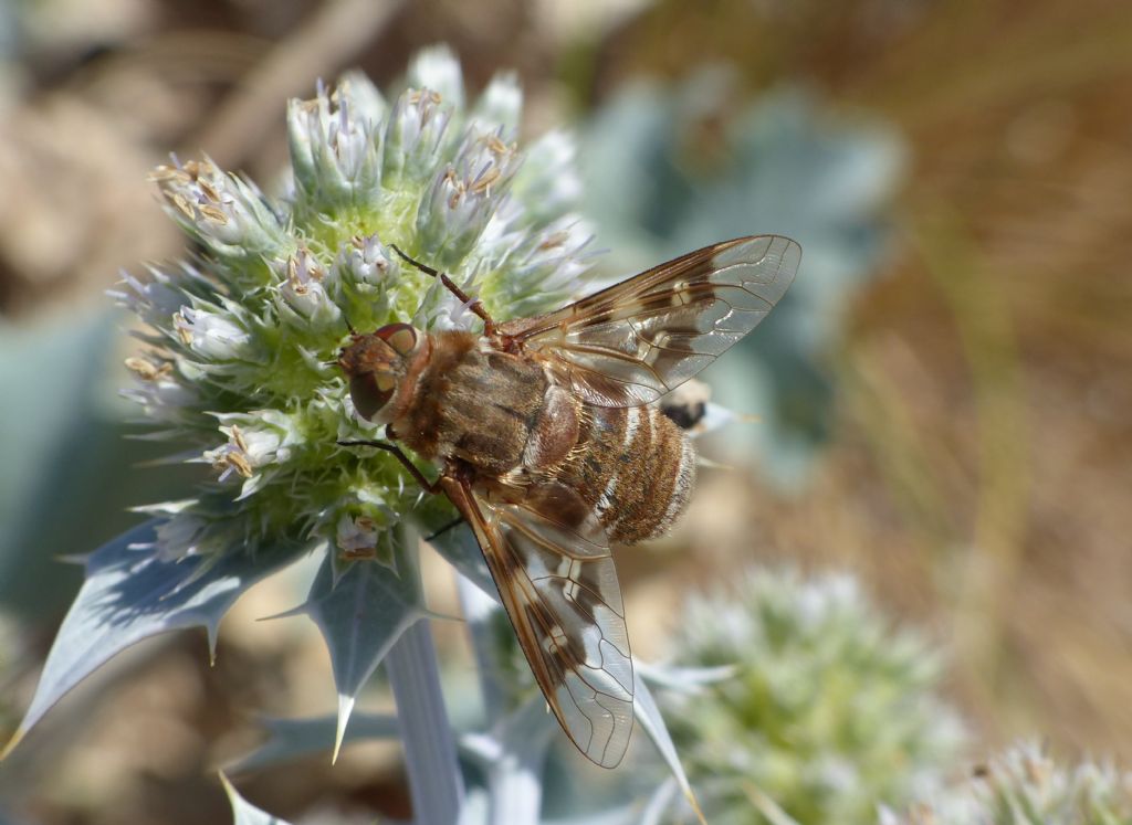 Exoprosopa grandis e Thiridanthrax fenestratus a confronto